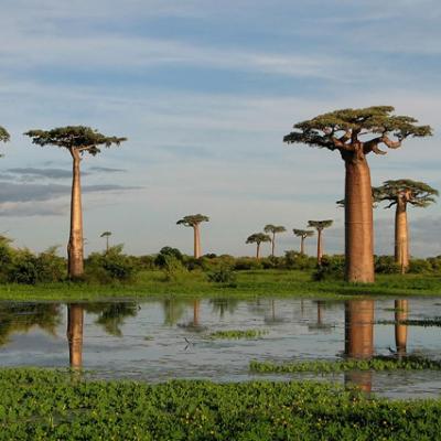 01- Des baobabs trempant leur pied dans l'eau