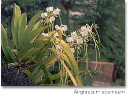 04- Angraecum eburneum