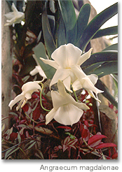 06- Angraecum magdalenae
