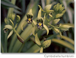07- Cymbidiella humblotii