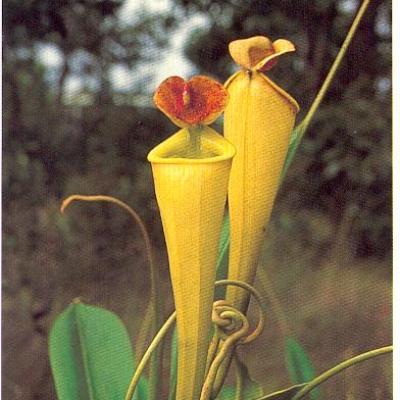 La flore de Madagascar