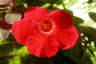 12- Hibiscus