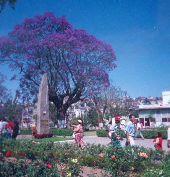 13- Jacaranda en fleurs