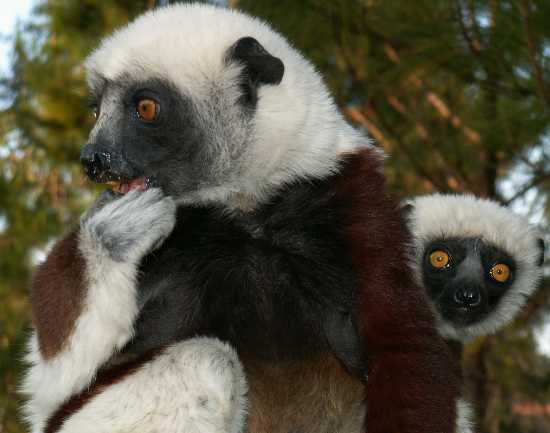 13- Un Sifaka et son bébé sur le dos