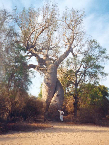 19- Morondava, baobabs amoureux