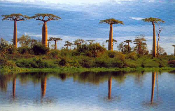 20- Morondava,Baobabs reflexion