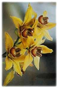 25- Plante à parfum Ylang Ylang