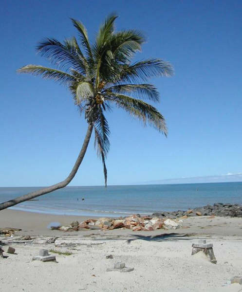 26- Cocotier solitaire au bord de la plage
