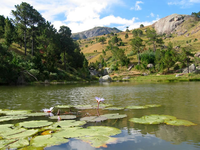 29- Un lac avec des nénuphars