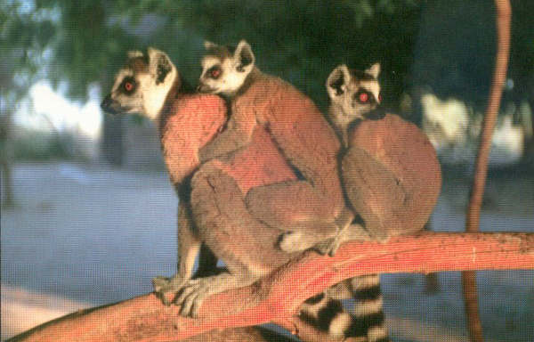 Lemur catta trio