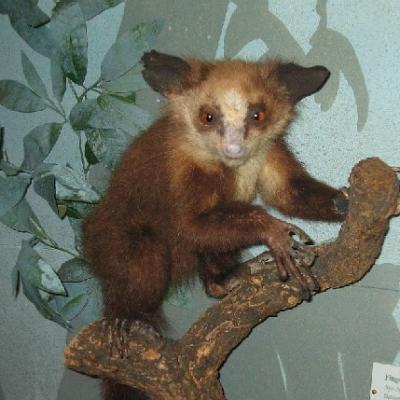 01-Aye-Aye