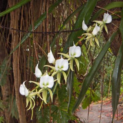 02- Aerangis Spiculata