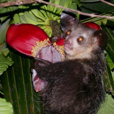 02- Aye-aye_(Daubentonia_madagascariensis)
