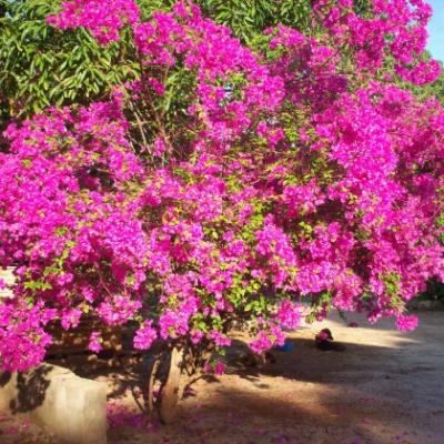 02- Bougainvillier