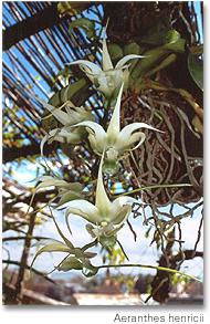03- Aeranthes henricii