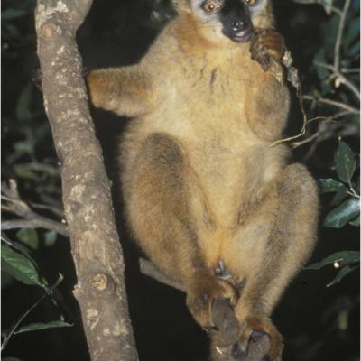 03- Eulemur fulvus fulvus