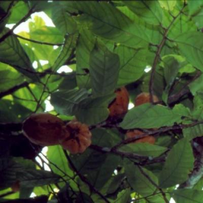 04- Cacaoyer