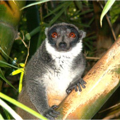 04- Eulemur mongoz