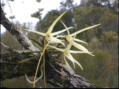 05- Angraecum sp