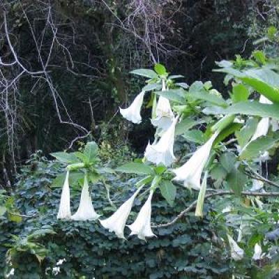 06- Datura de la Montagne d'Ambre