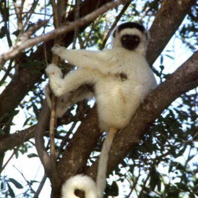 08- Lémur Sifaka