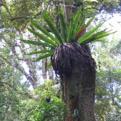 09- Fougère  nid  d'oiseau (Asplenium Nidus)
