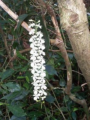 09- Orchidée