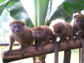 11- Un groupe d'Hapalemur griseus griseus