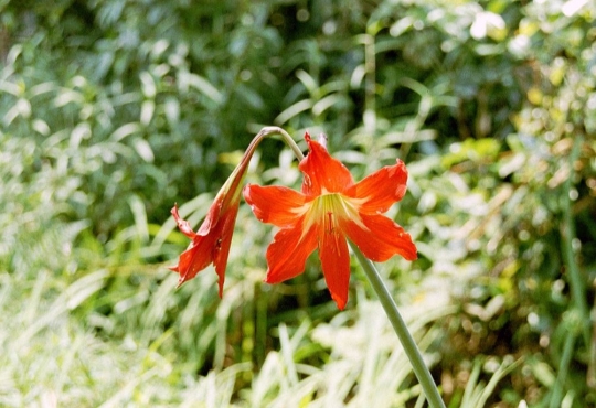 15- Lys orangé