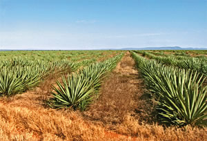 19- Plantation de sisal