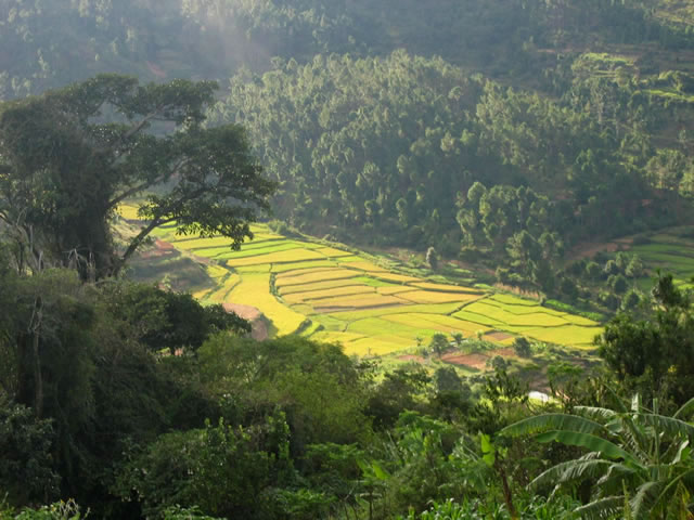 25- Rizières dans une vallée