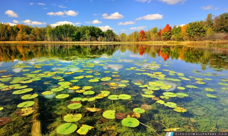 Un lac avec des nénuphars