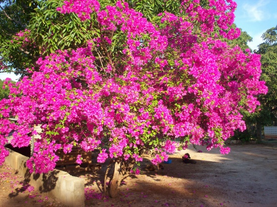 02 bougainvillier
